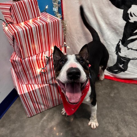 Pico, an adoptable Bull Terrier in Show Low, AZ, 85901 | Photo Image 2