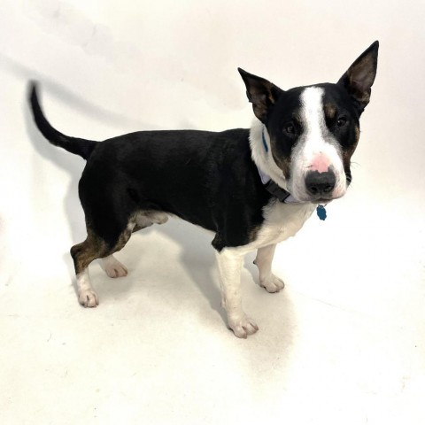 Pico, an adoptable Bull Terrier in Show Low, AZ, 85901 | Photo Image 3