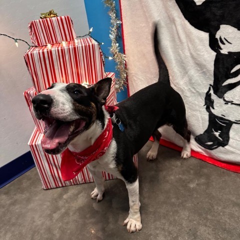 Pico, an adoptable Bull Terrier in Show Low, AZ, 85901 | Photo Image 3