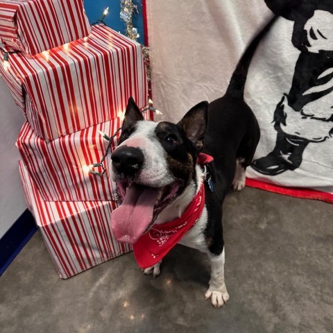 Pico, an adoptable Bull Terrier in Show Low, AZ, 85901 | Photo Image 5