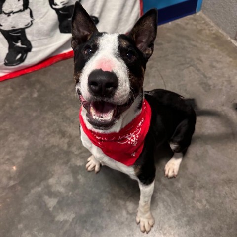 Pico, an adoptable Bull Terrier in Show Low, AZ, 85901 | Photo Image 6