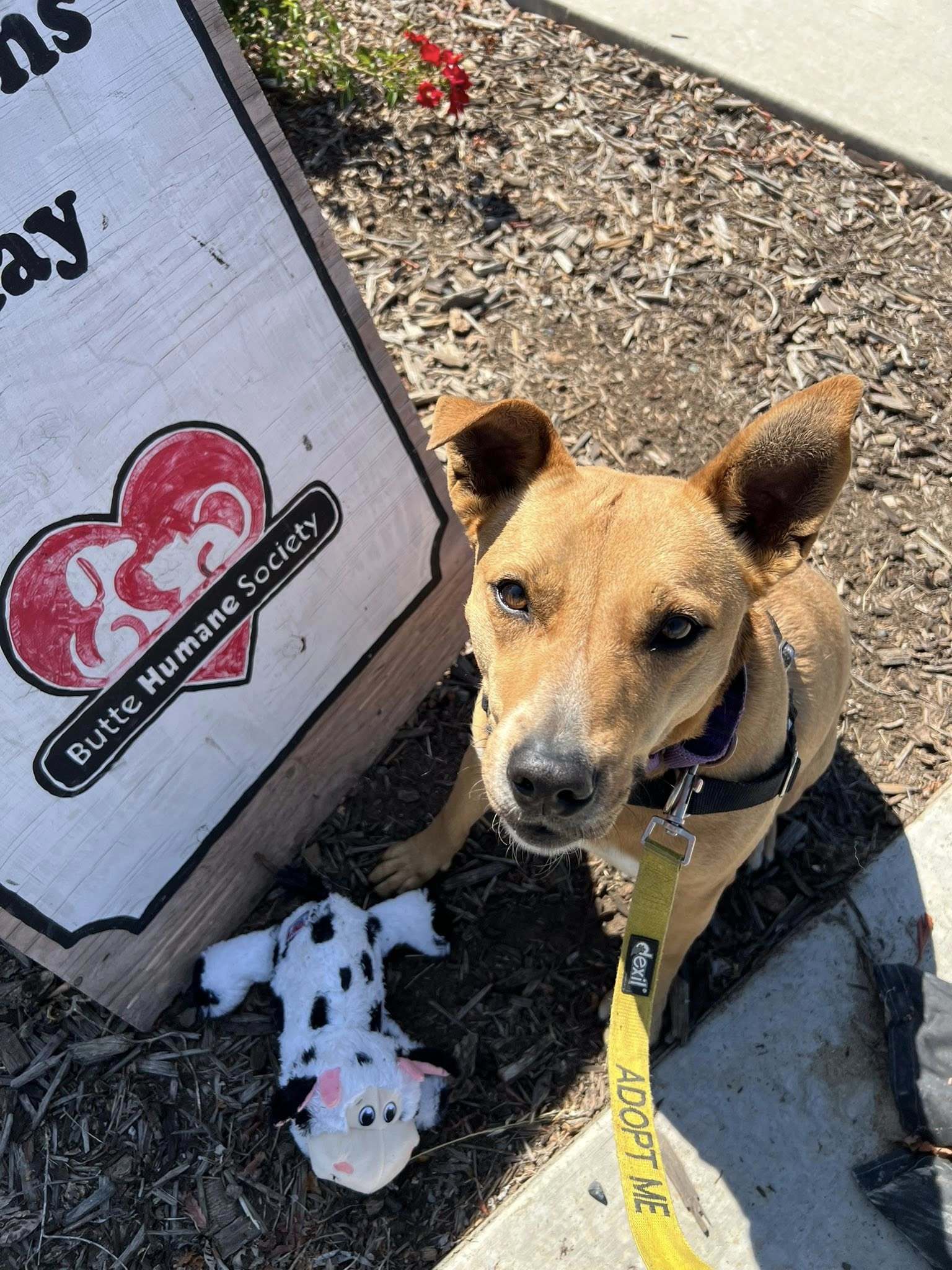 Dixie - Adoption fee partially sponsored by Sandra, an adoptable Carolina Dog in Chico, CA, 95928 | Photo Image 2