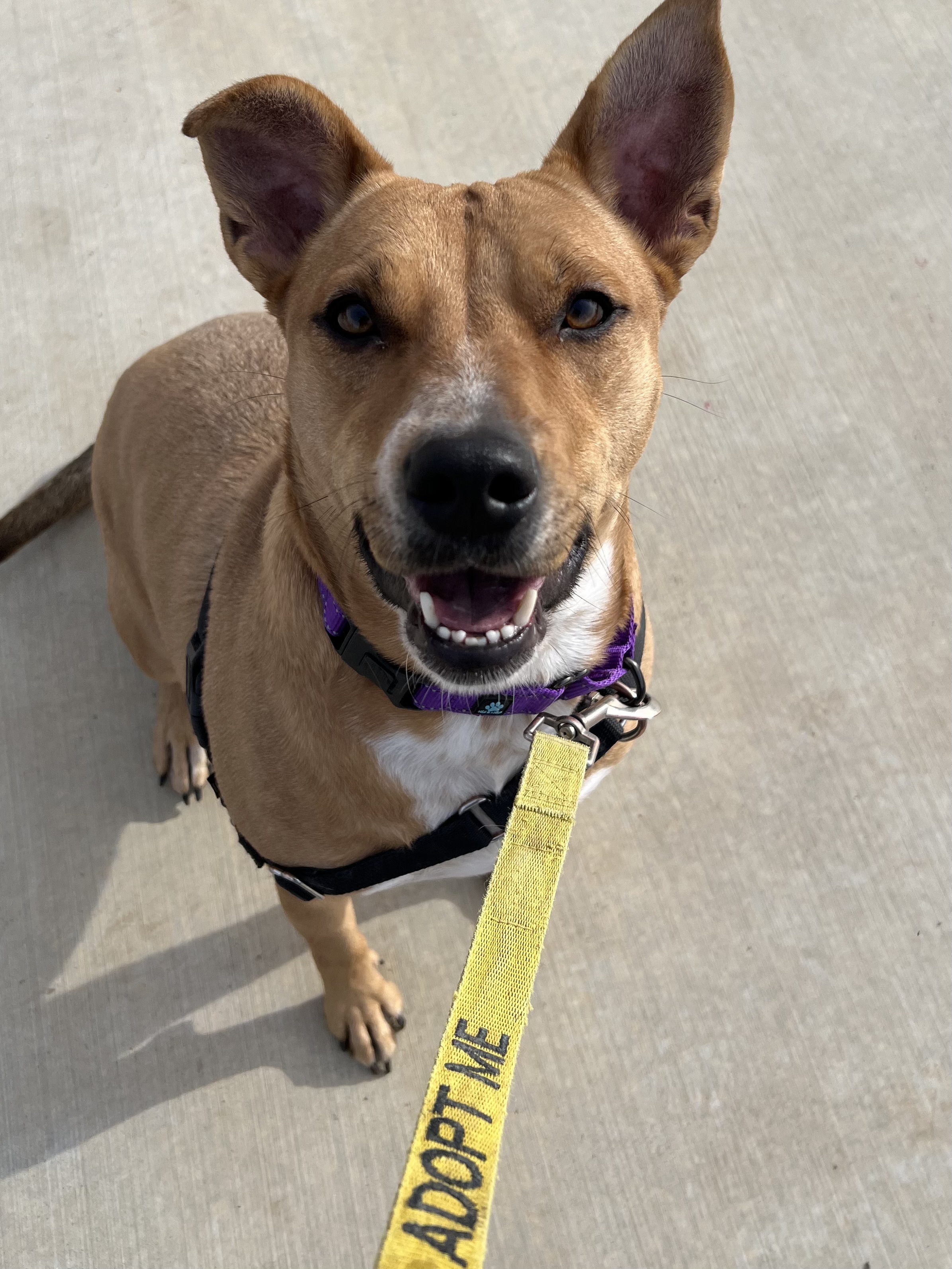 Dixie - Adoption fee partially sponsored by Sandra, an adoptable Carolina Dog in Chico, CA, 95928 | Photo Image 4