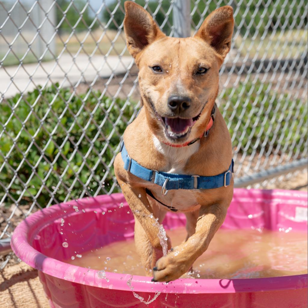 Dixie - Adoption fee partially sponsored by Sandra, an adoptable Carolina Dog in Chico, CA, 95928 | Photo Image 4