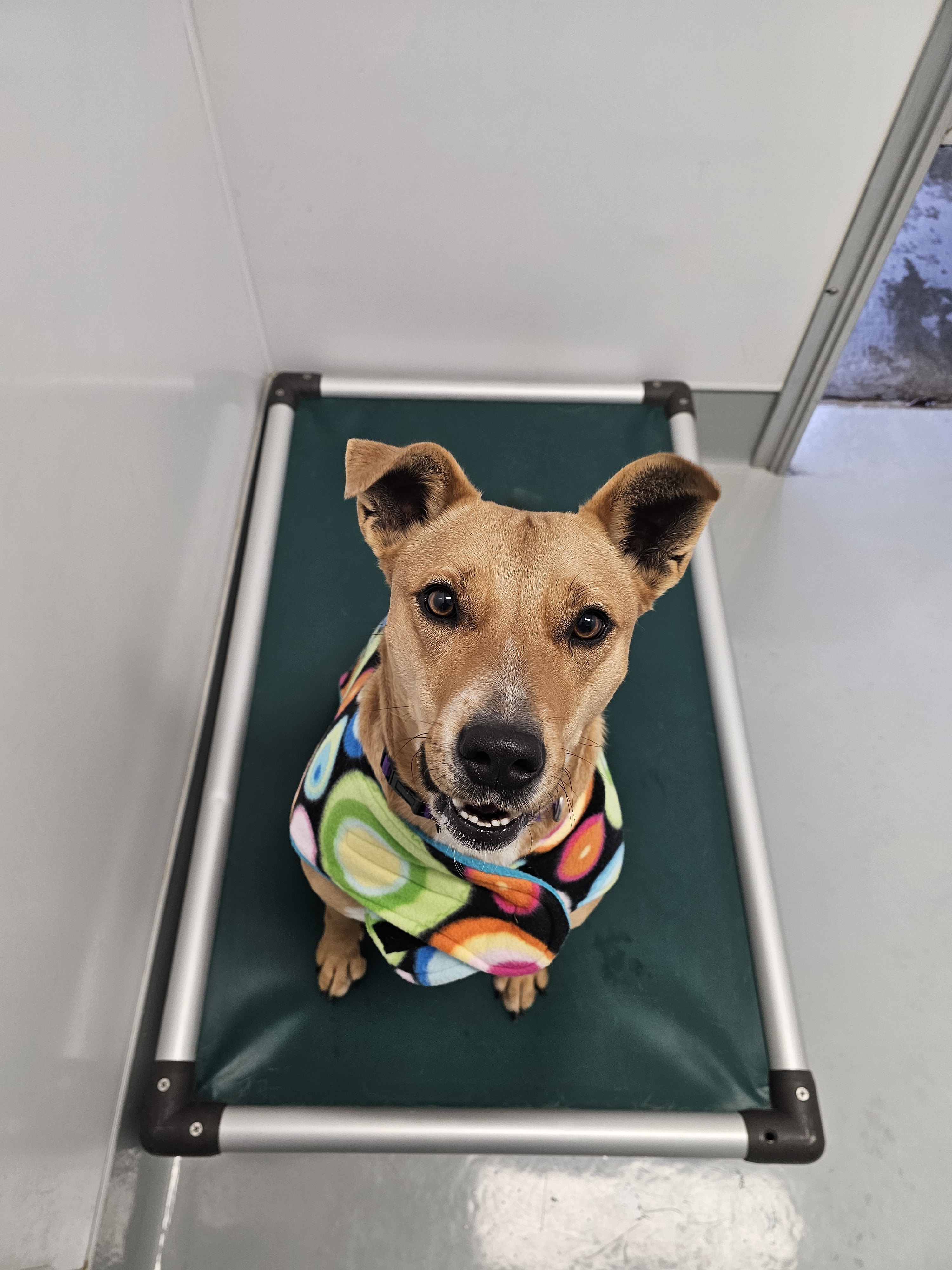 Dixie - Adoption fee partially sponsored by Sandra, an adoptable Carolina Dog in Chico, CA, 95928 | Photo Image 6