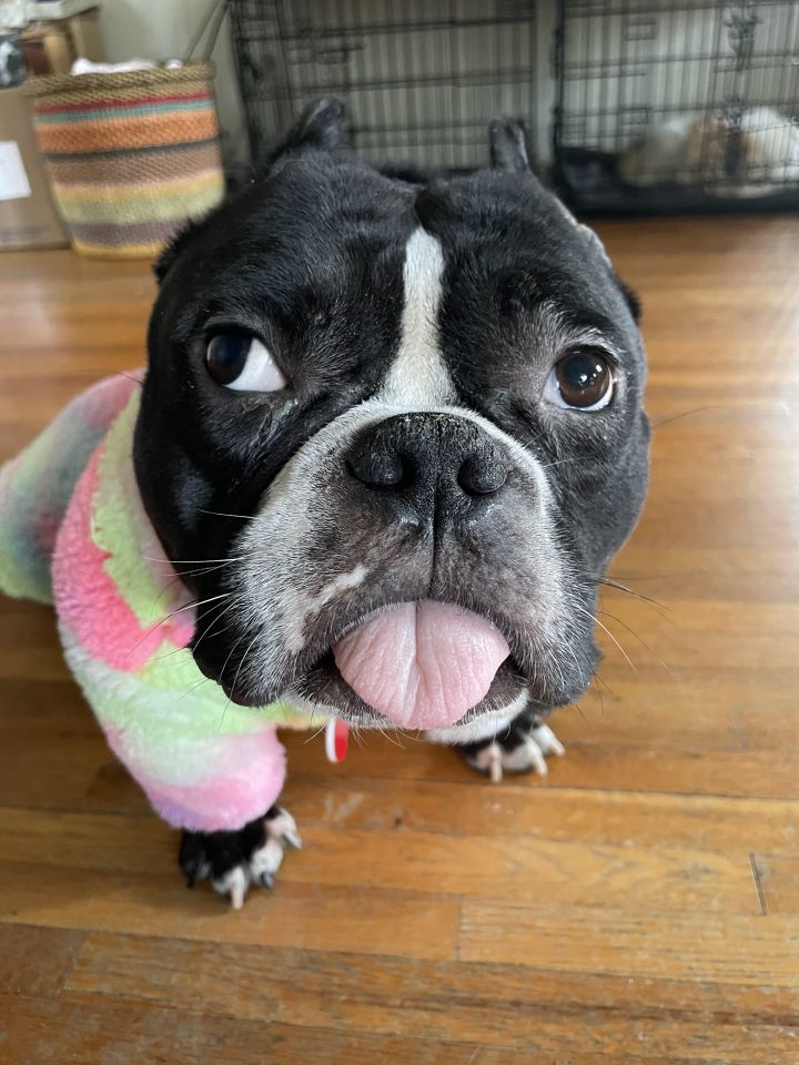 Clementine Woolysocks , an adoptable English Bulldog & French Bulldog Mix in Los Angeles, CA_image-2