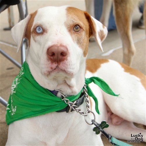 Azul, an adopted Shepherd & Terrier Mix in Washington, DC_image-1