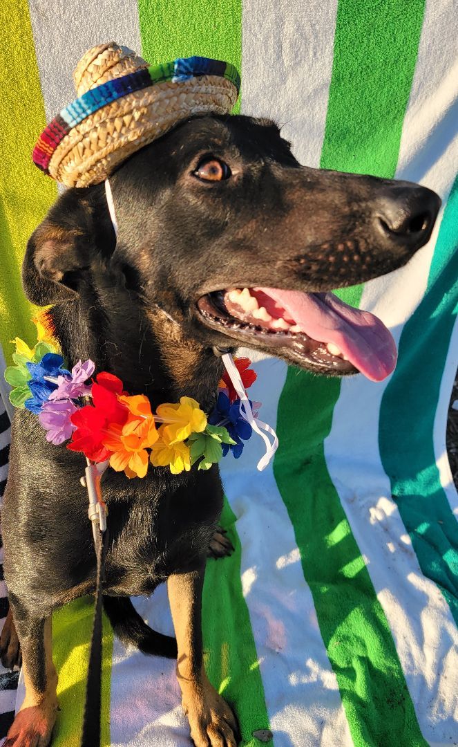 BJ, an adoptable German Shepherd Dog & Black Labrador Retriever Mix in Mathis, TX_image-1