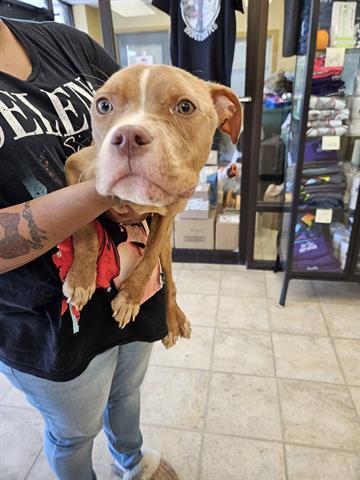 A071155, an adoptable Pit Bull Terrier in Norfolk, VA, 23502 | Photo Image 1