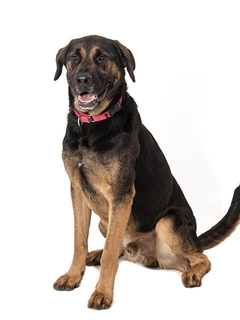 ABEL, an adoptable Rottweiler, Mixed Breed in Vaughan, ON, L6A 1T1 | Photo Image 1