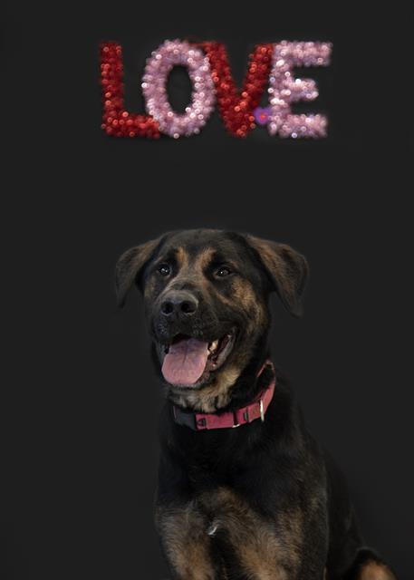 ABEL, an adoptable Rottweiler, Mixed Breed in Vaughan, ON, L6A 1T1 | Photo Image 1