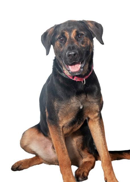 ABEL, an adoptable Rottweiler, Mixed Breed in Vaughan, ON, L6A 1T1 | Photo Image 1
