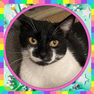 Pino is a sweet sometimes surly Queen who arrived to us this summer after she a