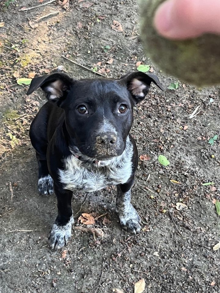 Blue heeler rat terrier best sale mix puppies for sale