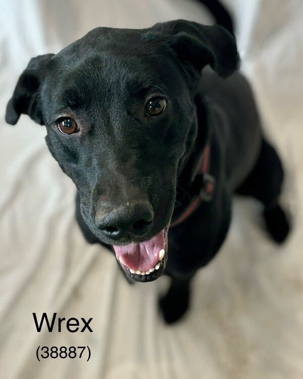 Wrex