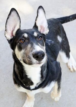 Animal Profile Eddie Ears is an 18 month old 54lb male Shepherd mix but with those epic ears we