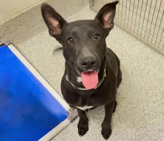 CLEO, an adoptable Labrador Retriever in Houston, TX, 77076 | Photo Image 1