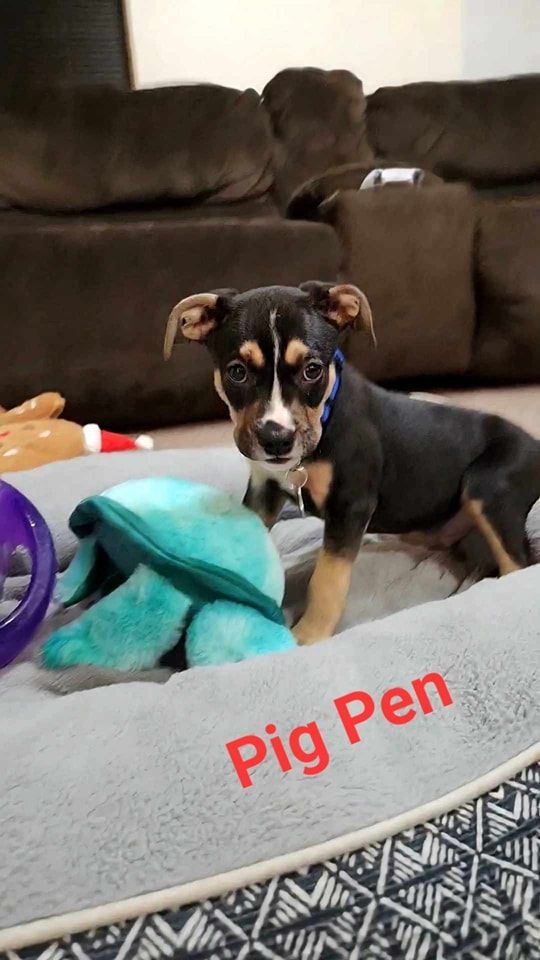 Dog for adoption PIg Pen Peanuts Litter, a Hound Mix in Sheboygan, WI