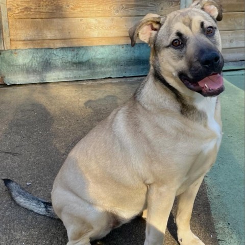 LILLY, an adoptable Black Mouth Cur Mix in Point Richmond, CA_image-1