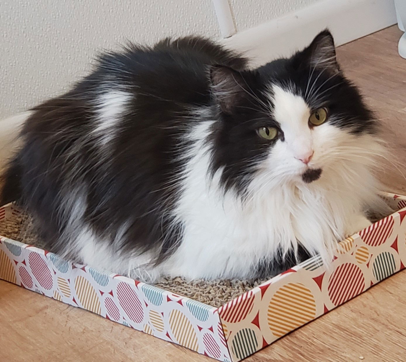 Sylvester, an adoptable Domestic Long Hair, Tuxedo in Springfield, OR, 97475 | Photo Image 1