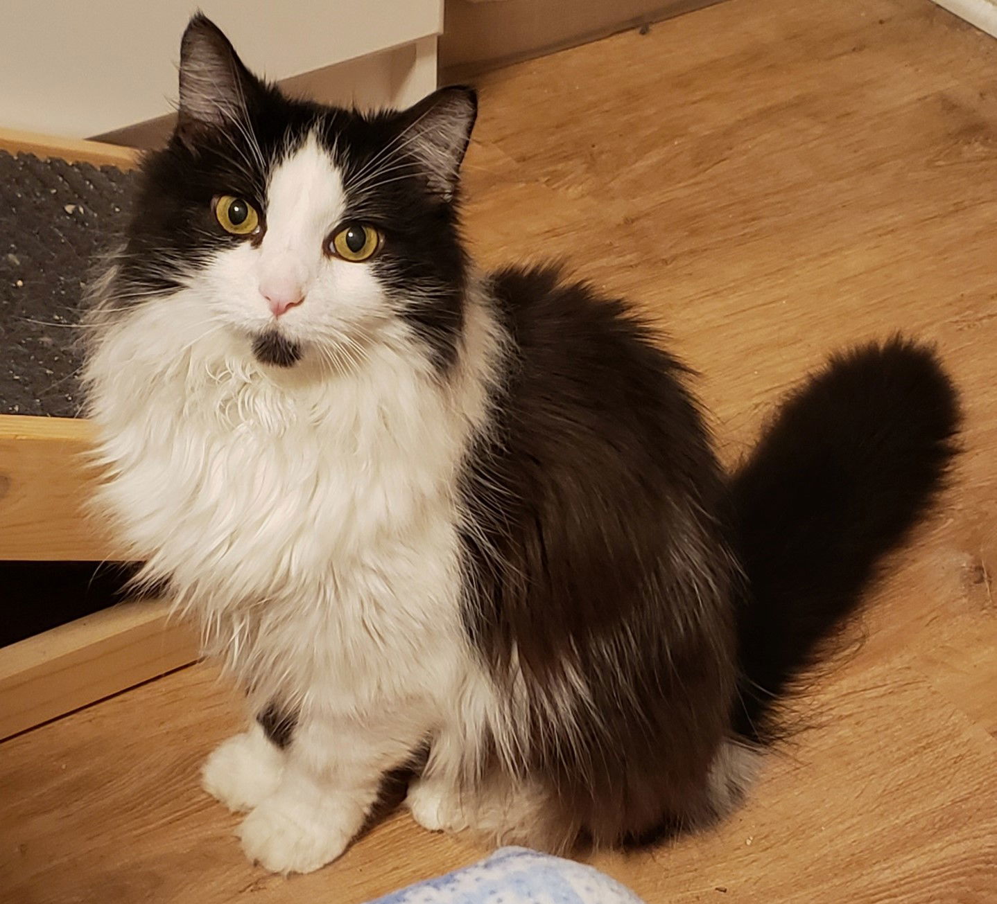 Sylvester, an adoptable Domestic Long Hair, Tuxedo in Springfield, OR, 97475 | Photo Image 2