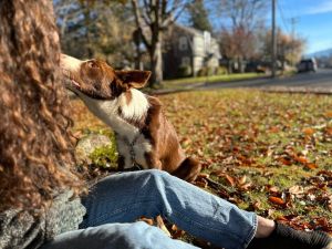 Snoqualmie Valley Pets: Six Boredom Busters for your Dog - Living Snoqualmie