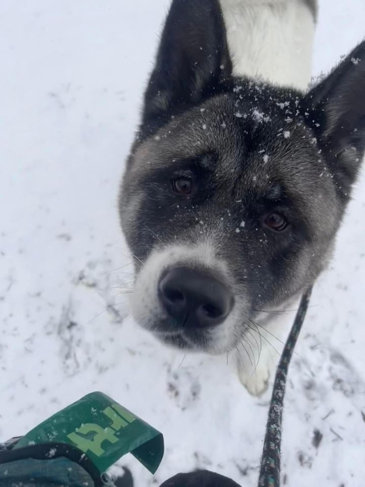 Hana  3