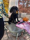  Jeri Saturday Pet Supplies Plus 1-3-  5348 Dixie Hwy Waterford, MI 48329)