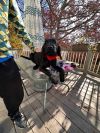 Julius ( Saturday Pet Supplies Plus 1-3-  5348 Dixie Hwy Waterford, MI 48329)