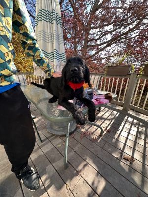 Julius ( Saturday Pet Supplies Plus 1-3-  5348 Dixie Hwy Waterford, MI 48329)