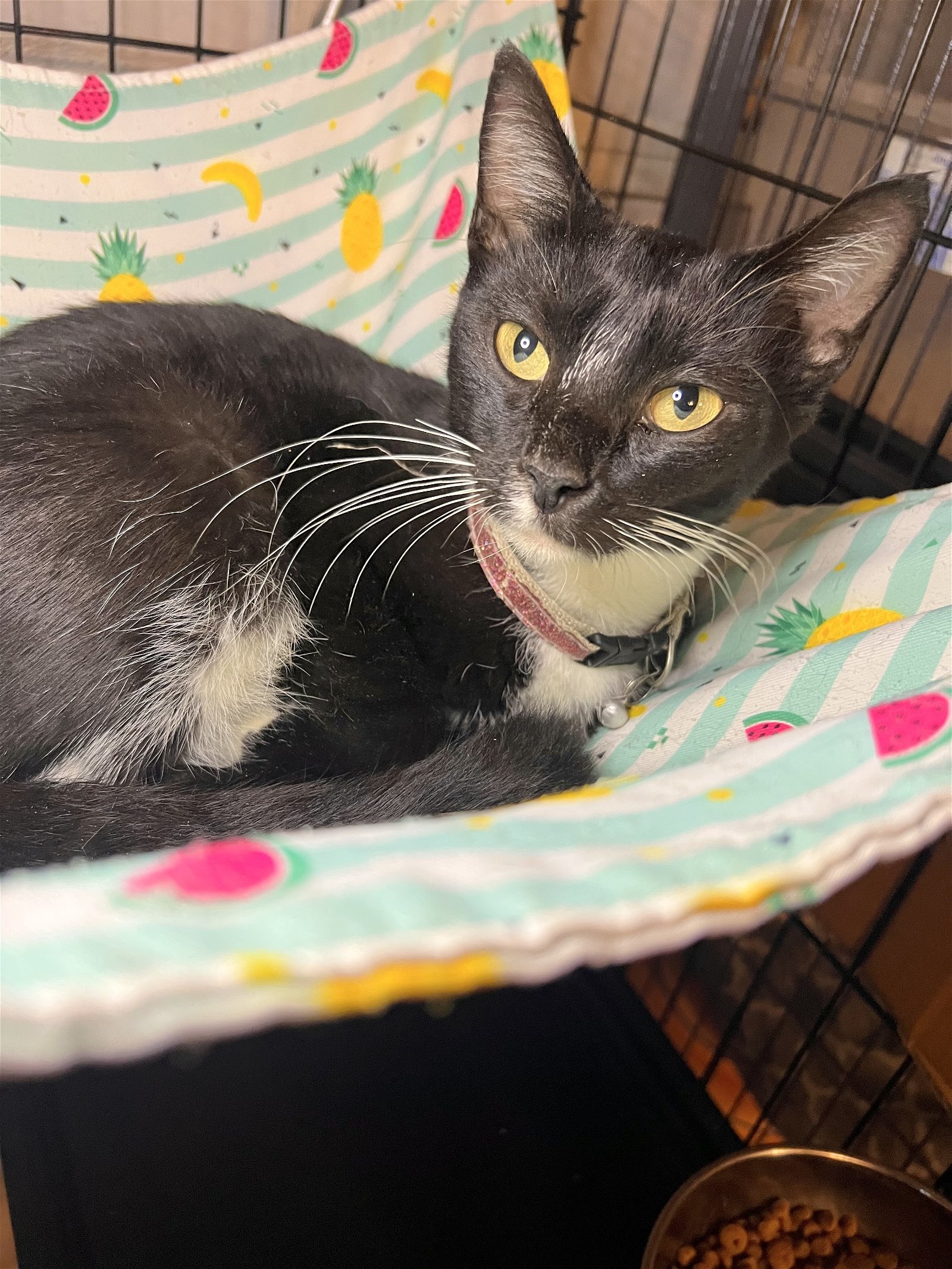 Margarita, an adoptable Domestic Short Hair in Hammond, LA, 70403 | Photo Image 1