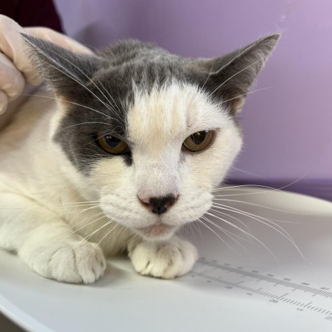 Marlene, an adoptable Domestic Short Hair in Redwood Valley, CA, 95470 | Photo Image 2