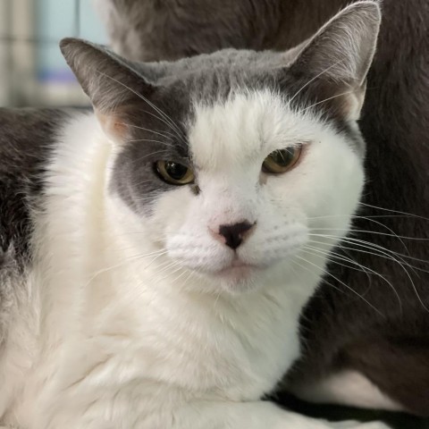 Marlene, an adoptable Domestic Short Hair in Redwood Valley, CA, 95470 | Photo Image 2