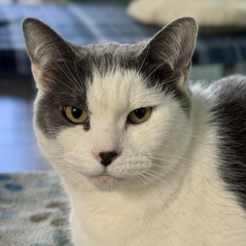 Marlene, an adoptable Domestic Short Hair in Redwood Valley, CA, 95470 | Photo Image 5