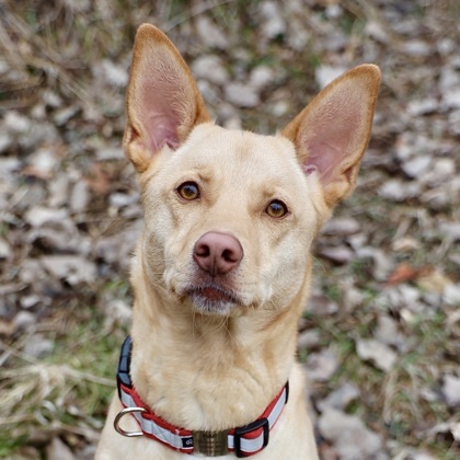 Emmy, an adoptable German Shepherd Dog, Mixed Breed in Hastings, MN, 55033 | Photo Image 1