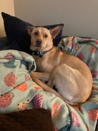 Emmy, an adoptable German Shepherd Dog, Mixed Breed in Hastings, MN, 55033 | Photo Image 2