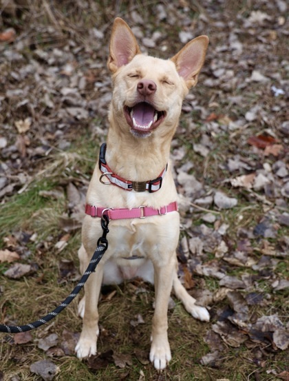 Emmy, an adoptable German Shepherd Dog, Mixed Breed in Hastings, MN, 55033 | Photo Image 3