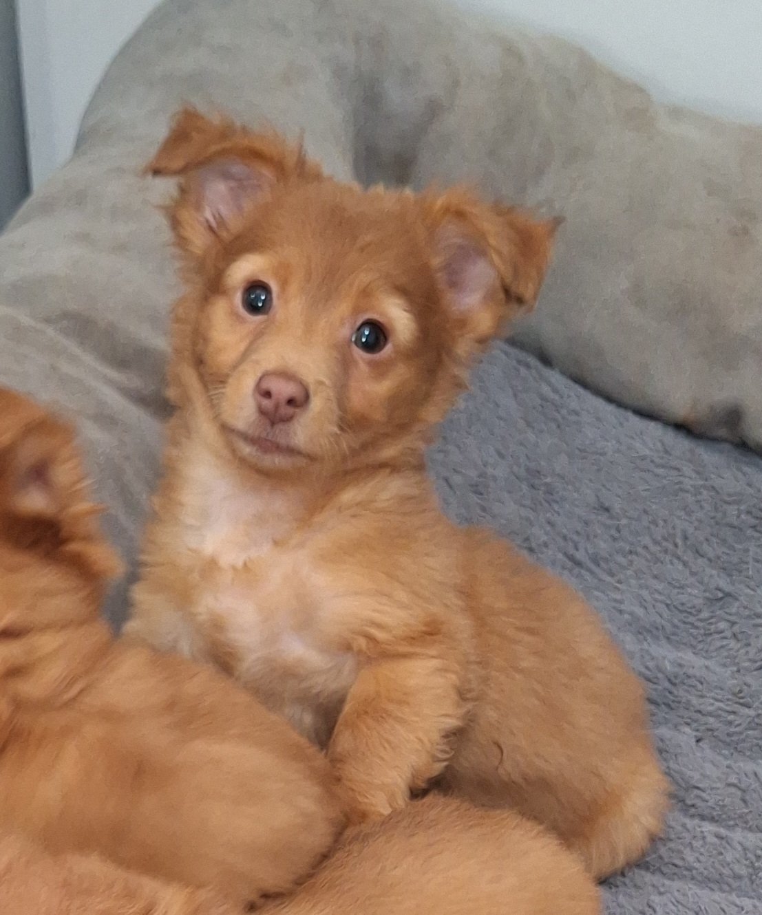 Pumba, an adoptable Papillon in Chico, CA, 95973 | Photo Image 2