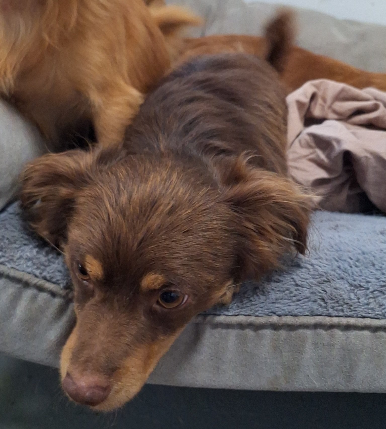 APOLLO, an adoptable Papillon in Chico, CA, 95973 | Photo Image 2