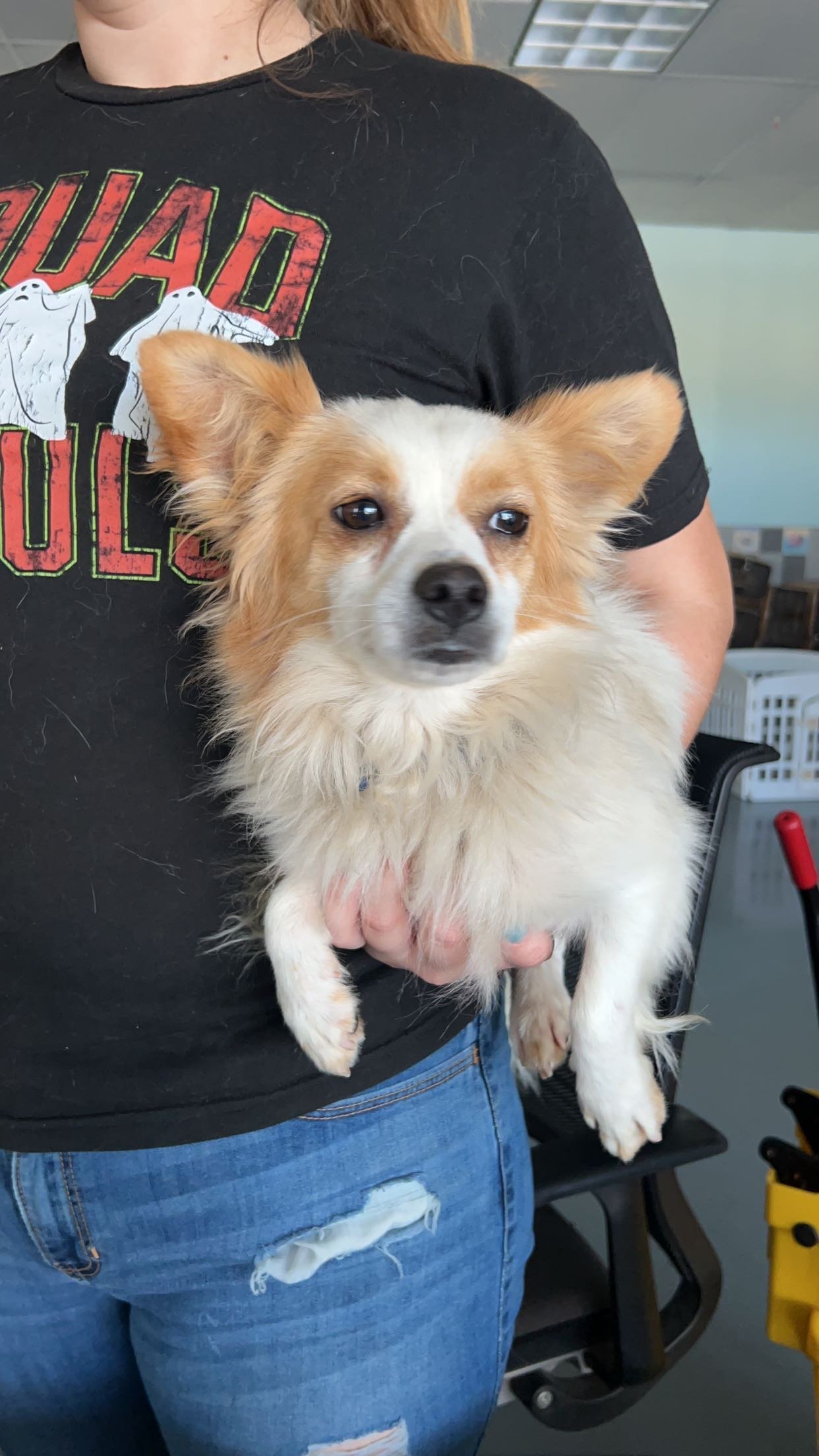 TATOR, an adoptable Papillon in Chico, CA, 95973 | Photo Image 1