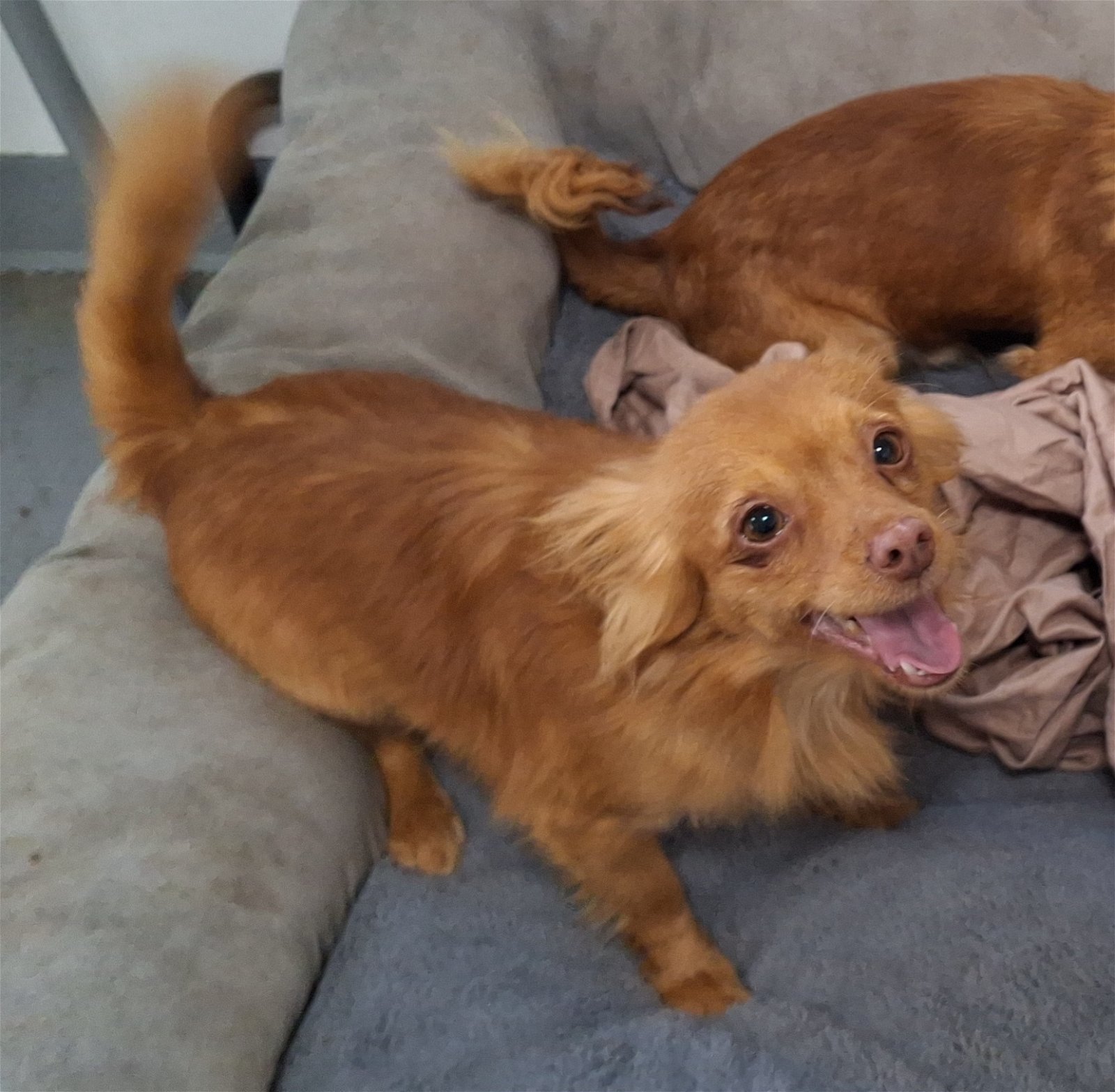 PIERRE, an adoptable Papillon in Chico, CA, 95973 | Photo Image 2