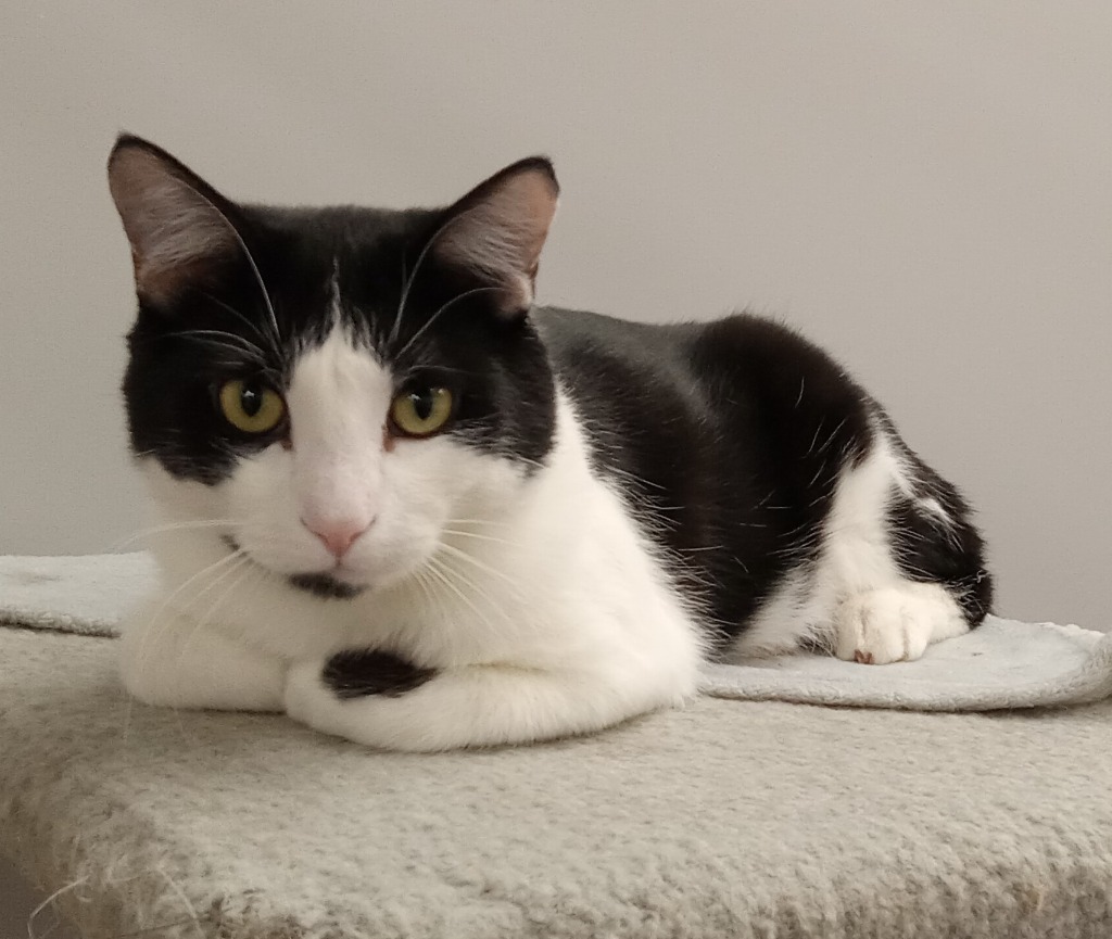 Parker, an adoptable Domestic Short Hair in Rockford, IL, 61126 | Photo Image 2