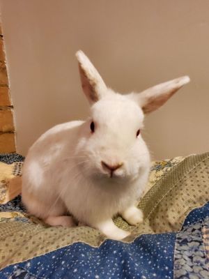 Rabbit best sale rescue inc