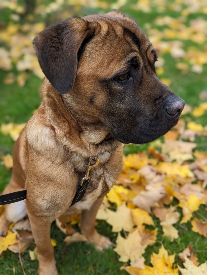 St bernard cane cheap corso mix