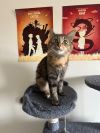 Beyonce - Pending Adoption