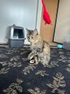 Beyonce - Pending Adoption
