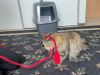 Beyonce - Pending Adoption