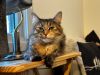 Beyonce - Pending Adoption