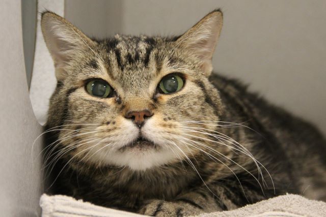 TIGER, an adoptable Domestic Short Hair in Tucson, AZ, 85745 | Photo Image 1