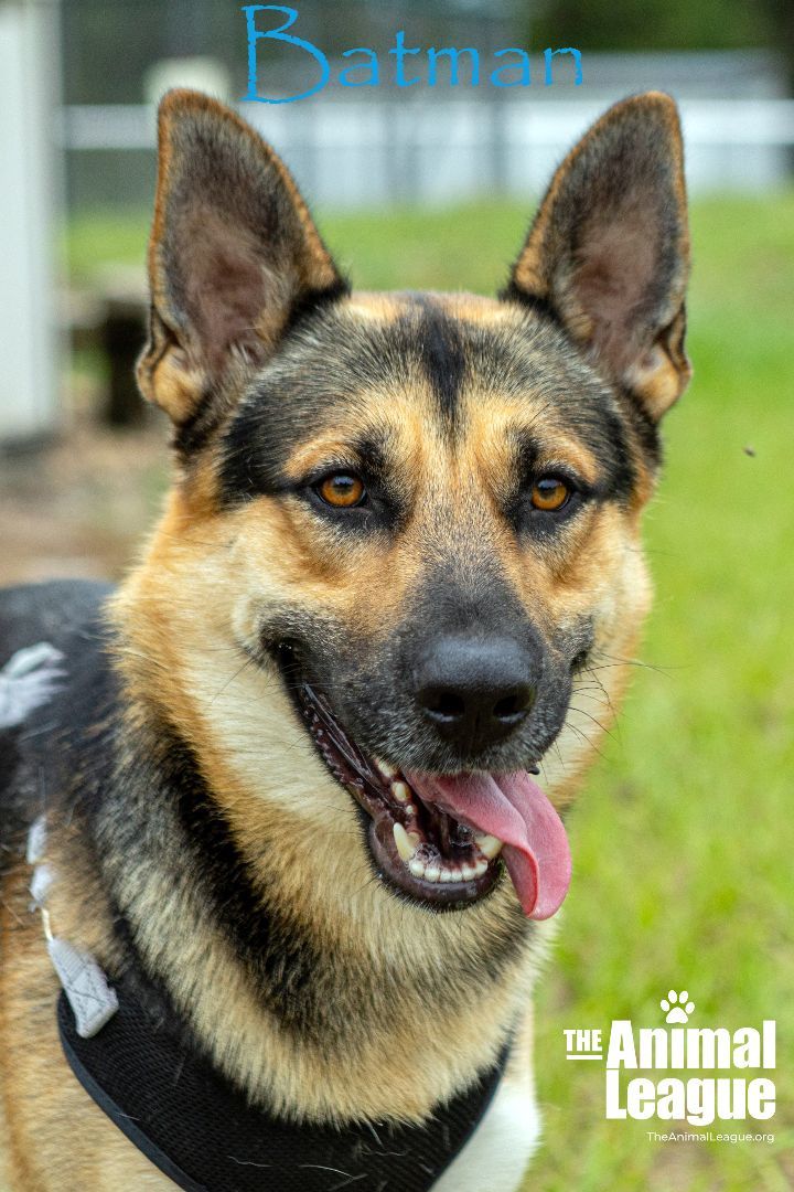 Batman, an adoptable German Shepherd Dog Mix in Clermont, FL_image-2